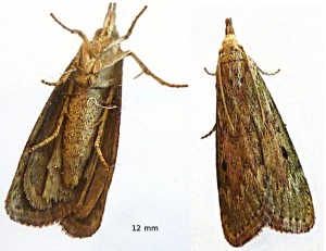papillon murier.jpg