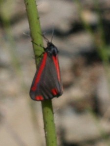 IMG_4815.jpg