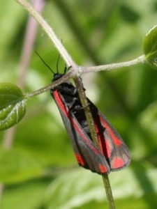 Copie de IMG_4813.jpg
