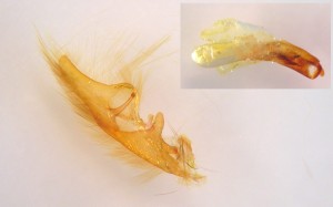 abrostola.JPG
