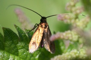 Copie de IMG_4571.jpg