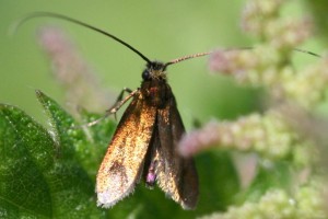 Copie de IMG_4572.jpg