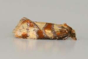 Copie de IMG_4856.jpg