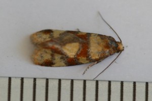 Copie de IMG_4854.jpg
