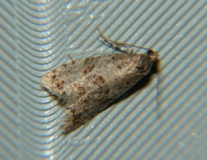 Isotrias rectifasciana.JPG