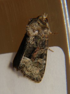 DSC01842.JPG