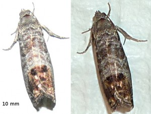 papillon.jpg