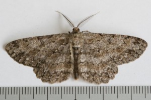 Copie de IMG_4887.jpg