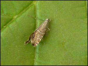 Gly - Glyphipterix thrasonella.jpg
