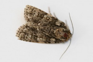 Copie de IMG_4825.jpg