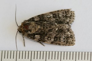 Copie de IMG_4820.jpg