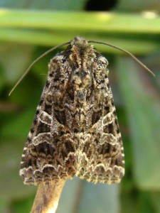 Hadena rivularis (Carvin).JPG