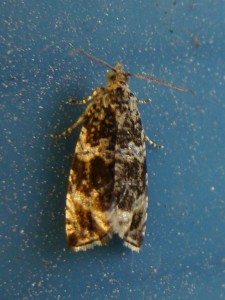 carvin (04062010.JPG