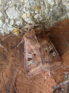 Diarsia rubi (carvin).JPG