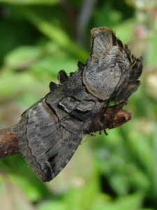 Abrostola tripartita (Carvin).JPG