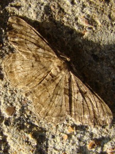 Peribatodes rhomboidaria.JPG