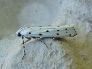 Myelois circumvoluta.JPG