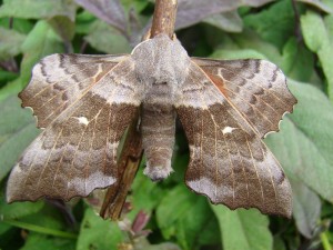 Laothoe populi.JPG