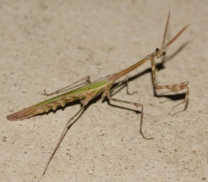 0 Mante  Empusa pennata ou fasciata... 2010.06.03 (2p).jpg