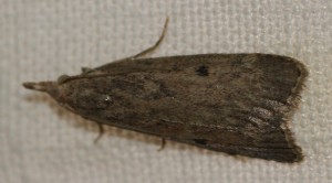 2754 Pyralidae Galleriinae Aphomia sociella f  2010.06.03 (2p).jpg