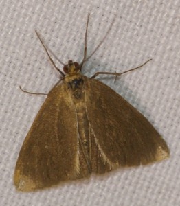 3064 Crambidae Evergestinae Evergestis aenealis 2010.06.04 (1p).jpg