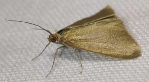 3064 Crambidae Evergestinae Evergestis aenealis 2010.06.04 (5p).jpg