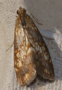 3069 Pyralidae Evergestis politalis 2010.06.04 (2p).jpg
