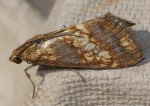 3069 Pyralidae Evergestis politalis 2010.06.04 (6p).JPG