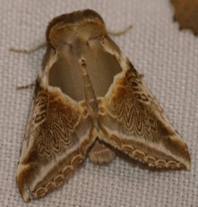 3516 Drepanidae Thyatirinae Habrosyne pyritoides Râtissée 2010.06.03 (6p).jpg