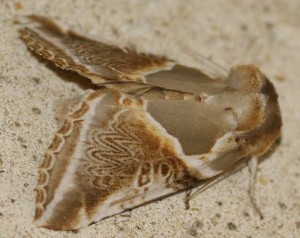 3516 Drepanidae Thyatirinae Habrosyne pyritoides Râtissée 2010.06.03 (7pp).jpg