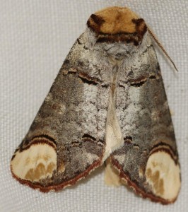4146 Notodontidae notodontinae Phalera bucephala Bucéphale, Porte écu jaune, Lunule 2010.06.04 (6p).jpg