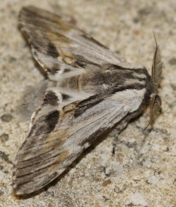 4168 Notodonte Harpyia = Hoplitis milhauseri  Dragon 2010.06.03 (3p).jpg