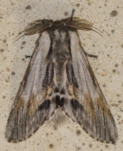 4168 Notodonte Harpyia = Hoplitis milhauseri  Dragon 2010.06.03 (4p).jpg