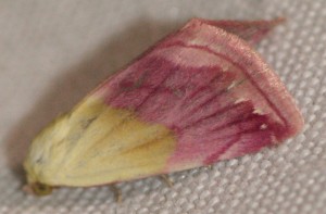 4366 Noctuidae Eublema purpurina Noctuelle purpurine 2010.06.04 (4p).jpg