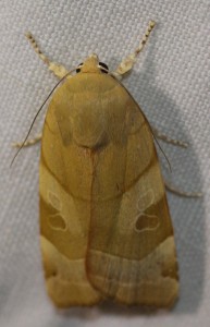 4922... Noctuidae Noctua tirrenica Frangée méditerranéenne 2010.06.03 (65p).jpg