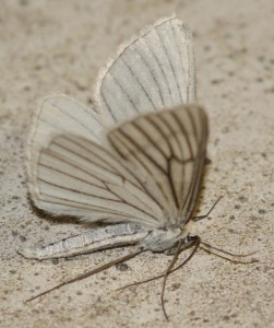 Geometridae Siona linetata  Divisée Phalène blanche 2010.06.03 (1p).JPG