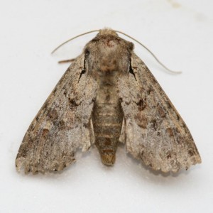 Copie de IMG_4916.jpg