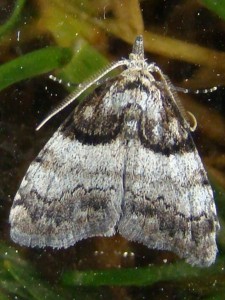 1 cm.JPG