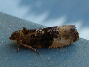 Hedya nubiferana.JPG