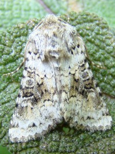 Hecatera bicolorata.JPG