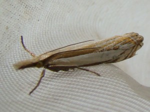 Crambus pascuella.JPG
