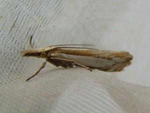DSC00293.JPG