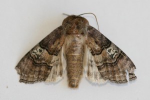 Copie de IMG_4830.jpg