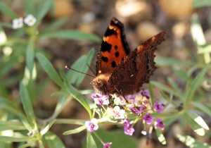 N.polychloros-2185ppc.jpg