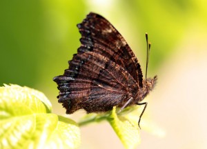 N.polychloros-2179ppc.jpg