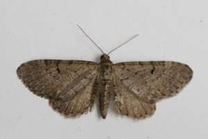 Copie de IMG_4972.jpg