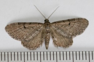Copie de IMG_4970.jpg