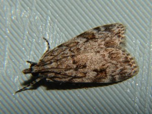 Scoparia basistrigalis (3).JPG