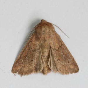 Copie de IMG_4981.jpg
