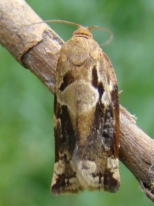 Copie de DSC00352.JPG